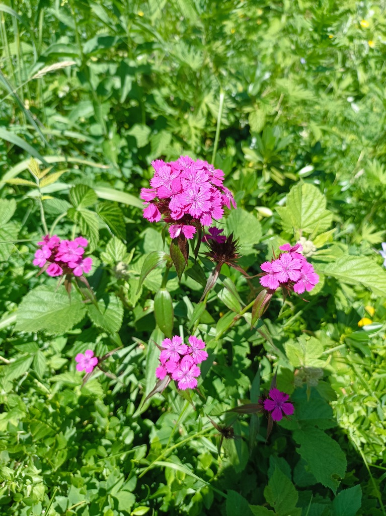 Œillet de poète / Dianthus barbatus