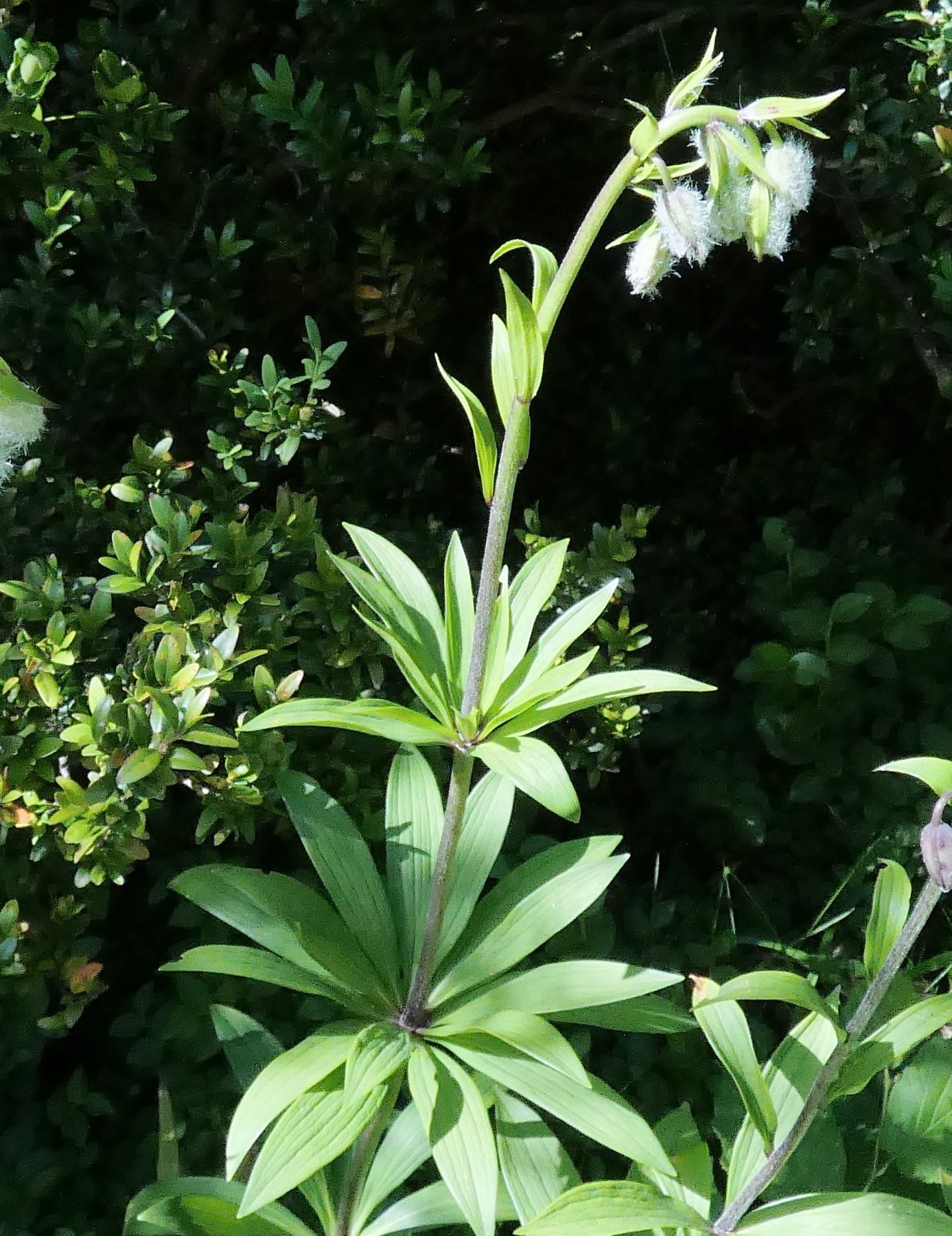 Lys martagon (en boutons velus) / Lilium martagon