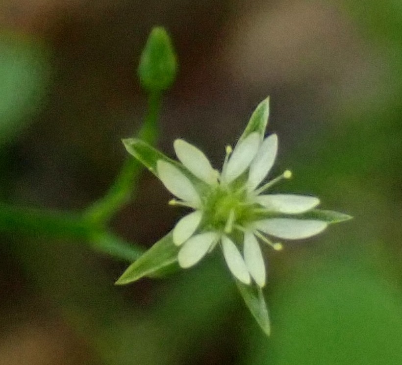 Stellaire alsine / Stellaria alsine