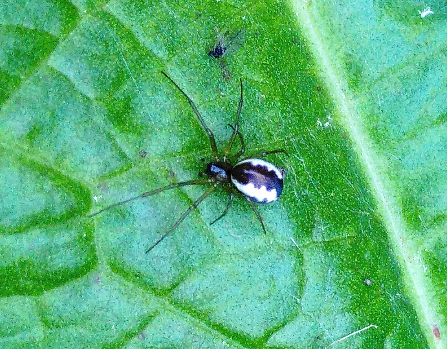 Frontinelle des buissons / Frontinellina frutetorum