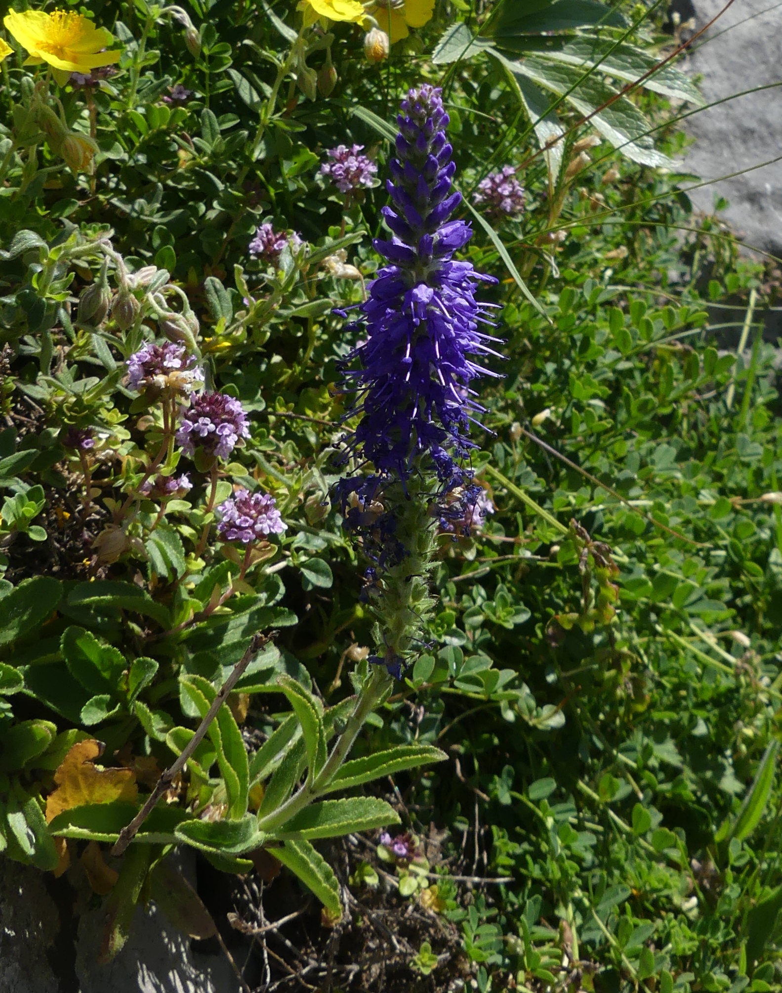 Véronique en épi / Veronica spicata
