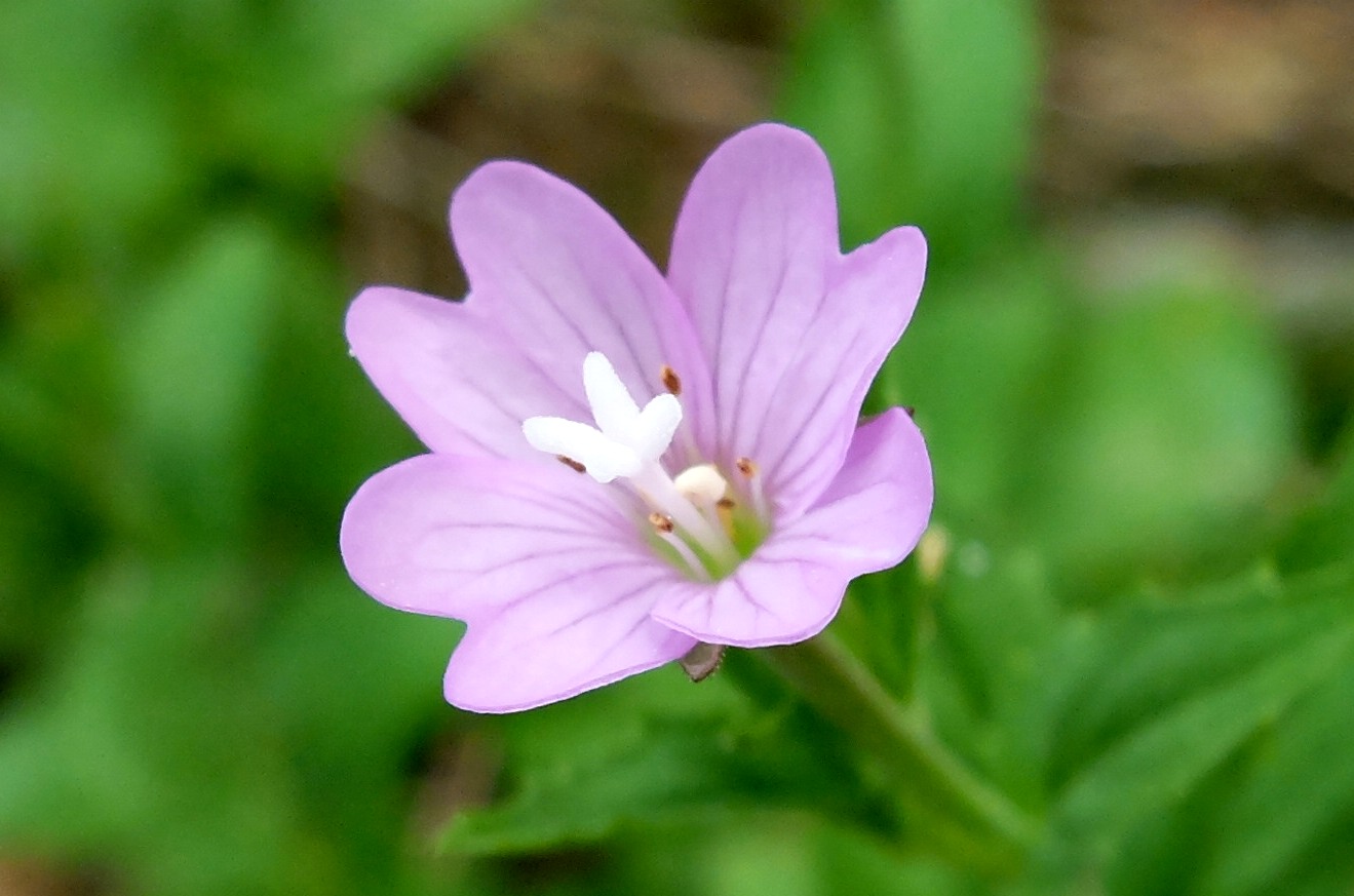 Epilobe de Durieu / Epilobium duriaei