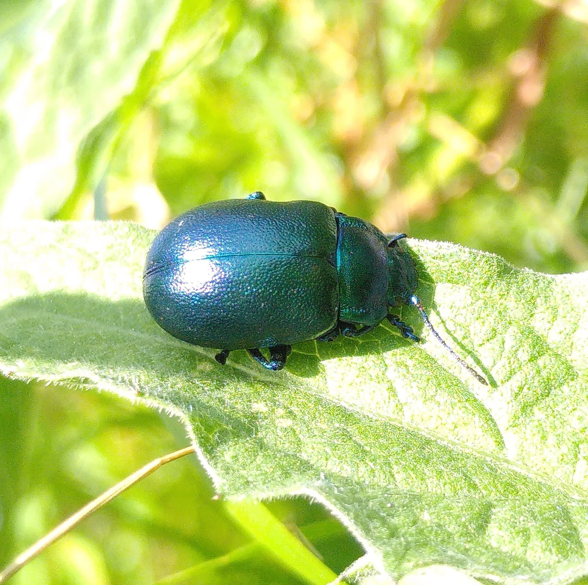 Chrysomèle