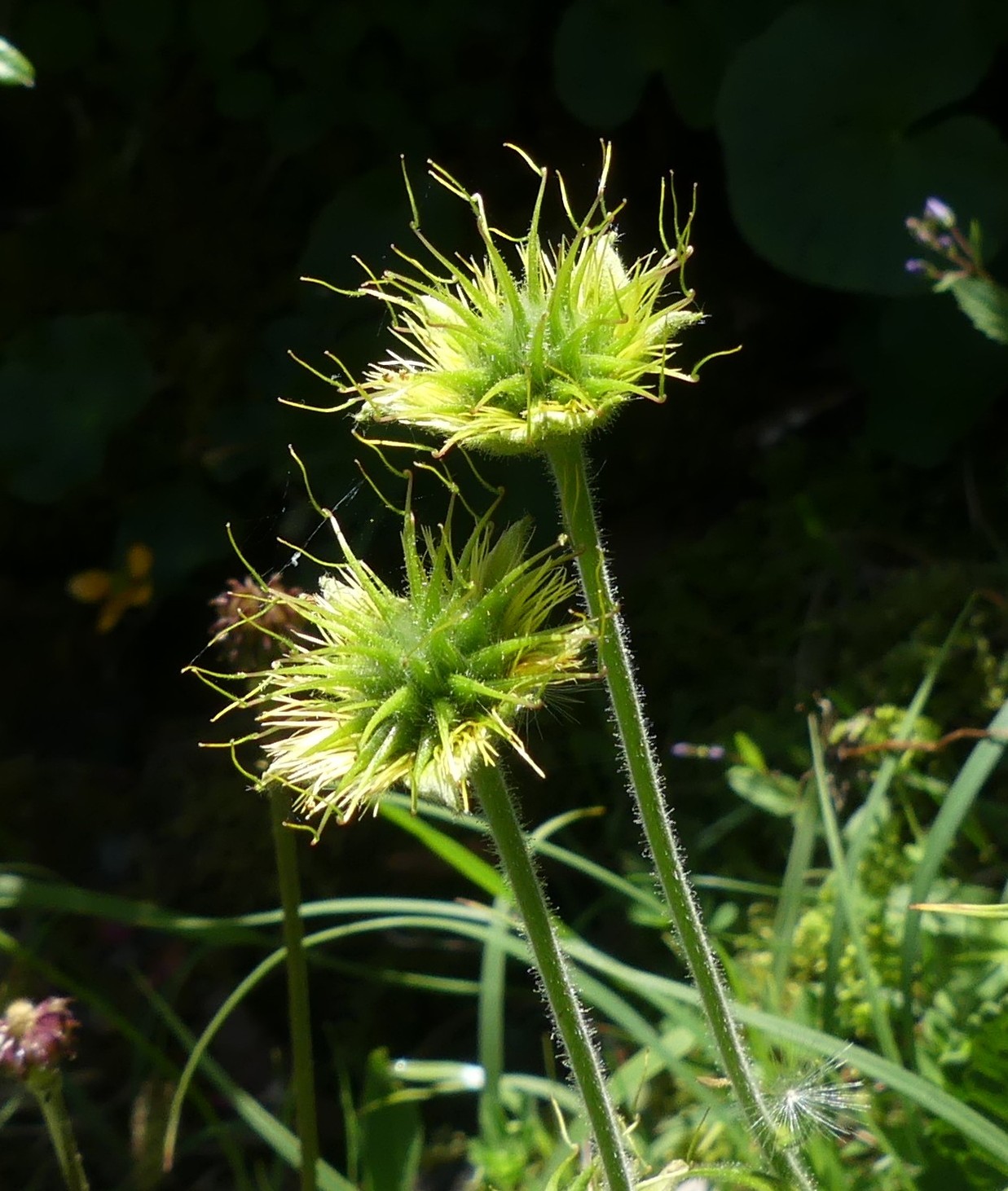 Benoîte des Pyrénées fructifiant / Geum pyrenaicum