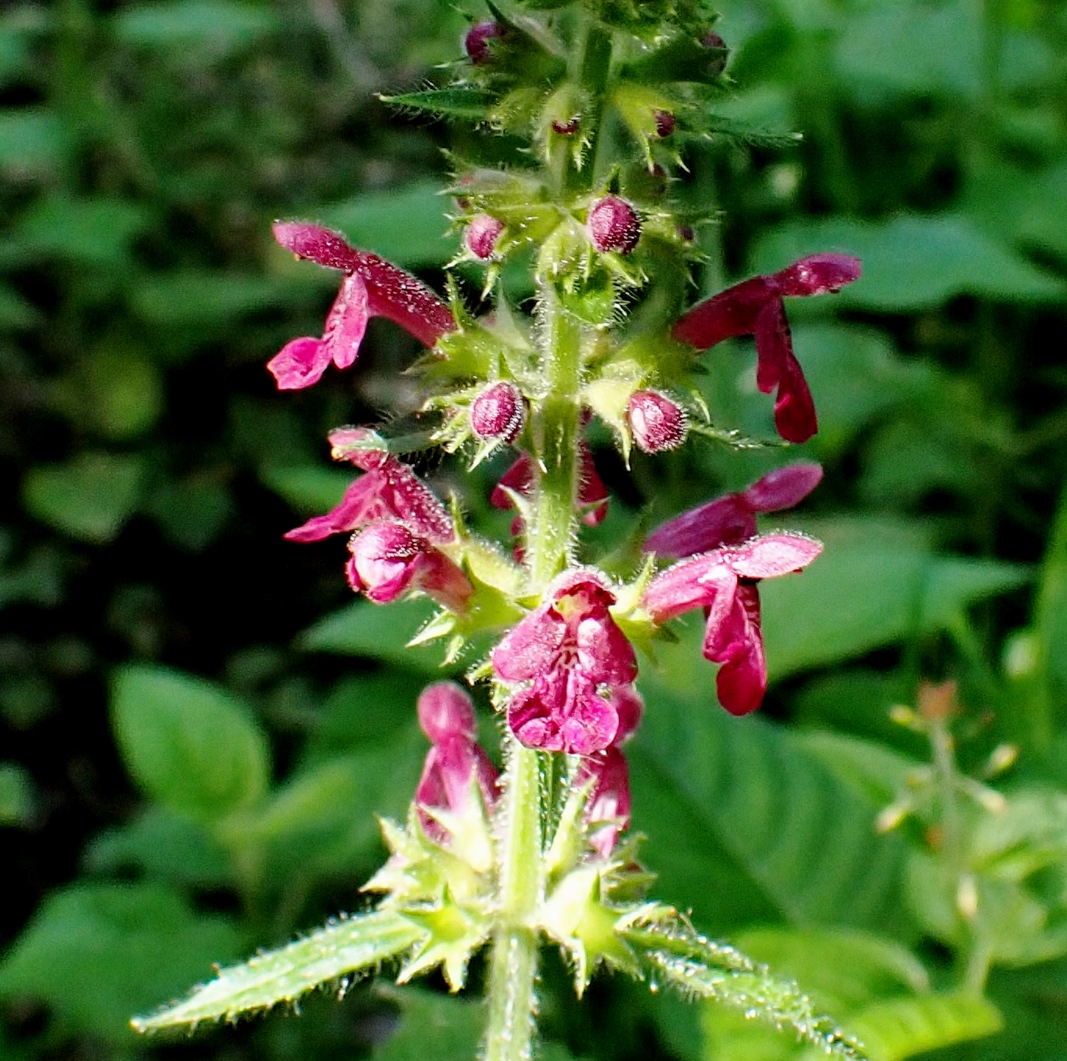Épiaire des bois / Stachys sylvatica