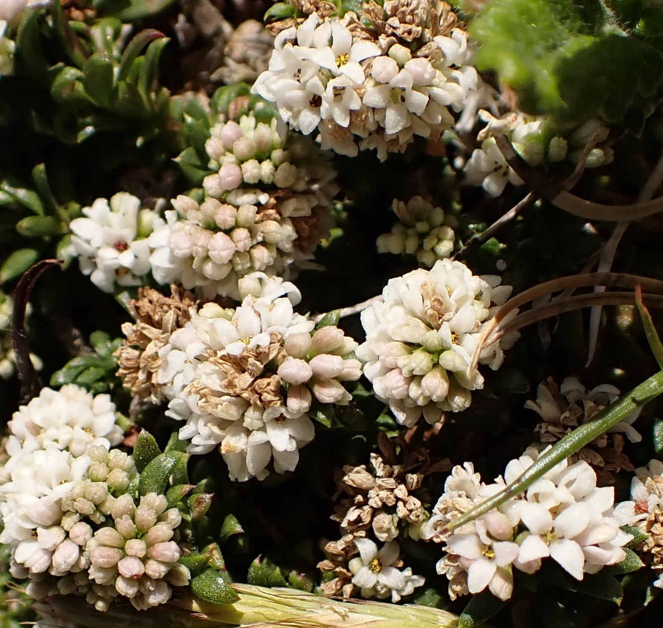 Aspérule des Pyrénées / Asperula pyrenaica