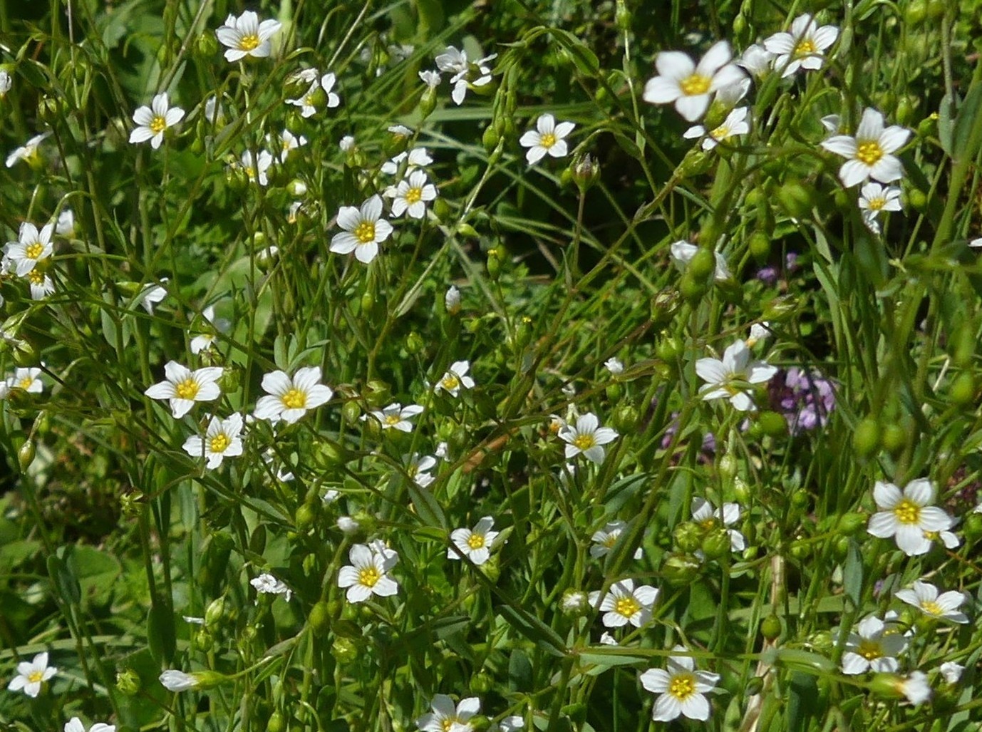 Lin purgatif / Linum catharticum