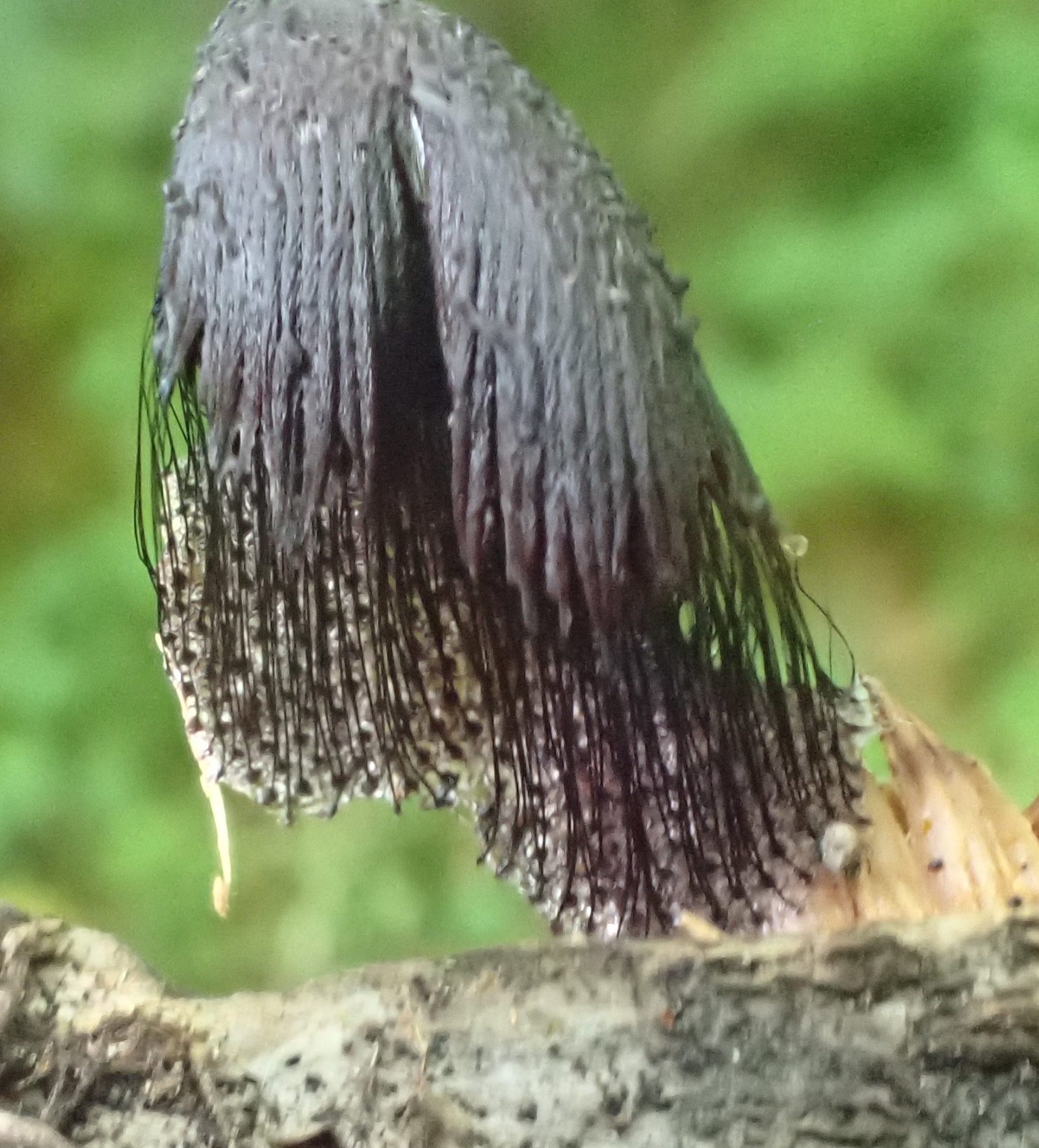 Stemonitis axifera