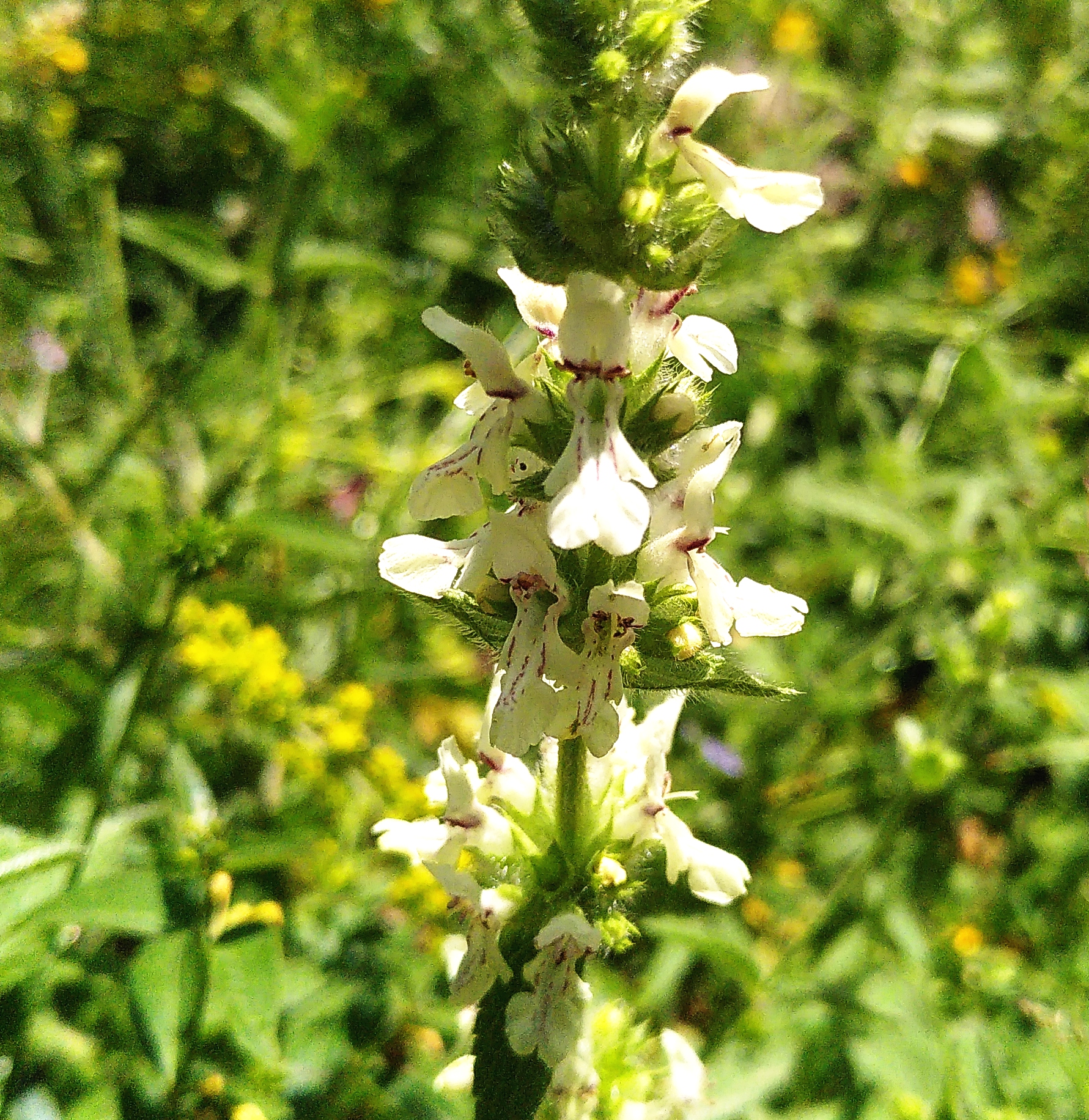 Épiaire droite / Stachys recta