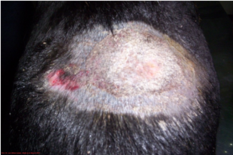 Foto N° 2   Dermatofitosis  dorso-lumbar en Beagle. Foto Luis Alfonso Lesmes