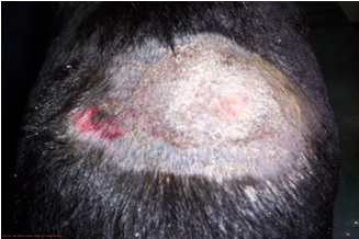 Foto N° 2 Dermatofitosis dorso-lumbar en Beagle. Foto Luis Alfonso Lesmes