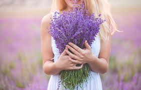 Lavendel