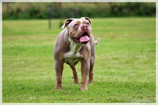 Old English Bulldog Annemarie Meyer Bremen Welpen Vom Kaiserlichen Kaiserbully Hamburg Franzosische Bulldogge