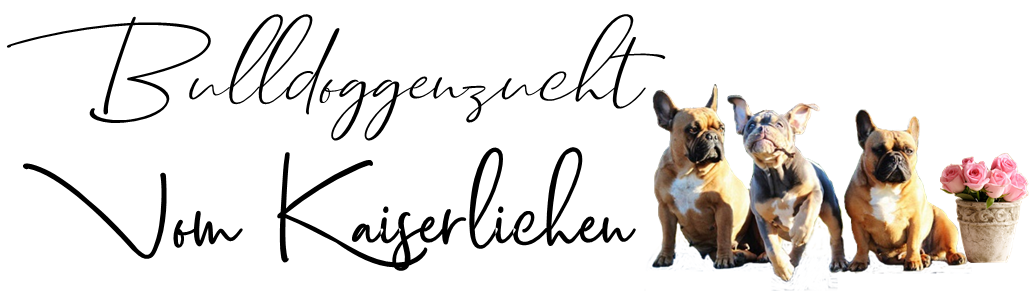 Aktuelles Annemarie Meyer Bremen Welpen Vom Kaiserlichen Kaiserbully Hamburg Franzosische Bulldogge