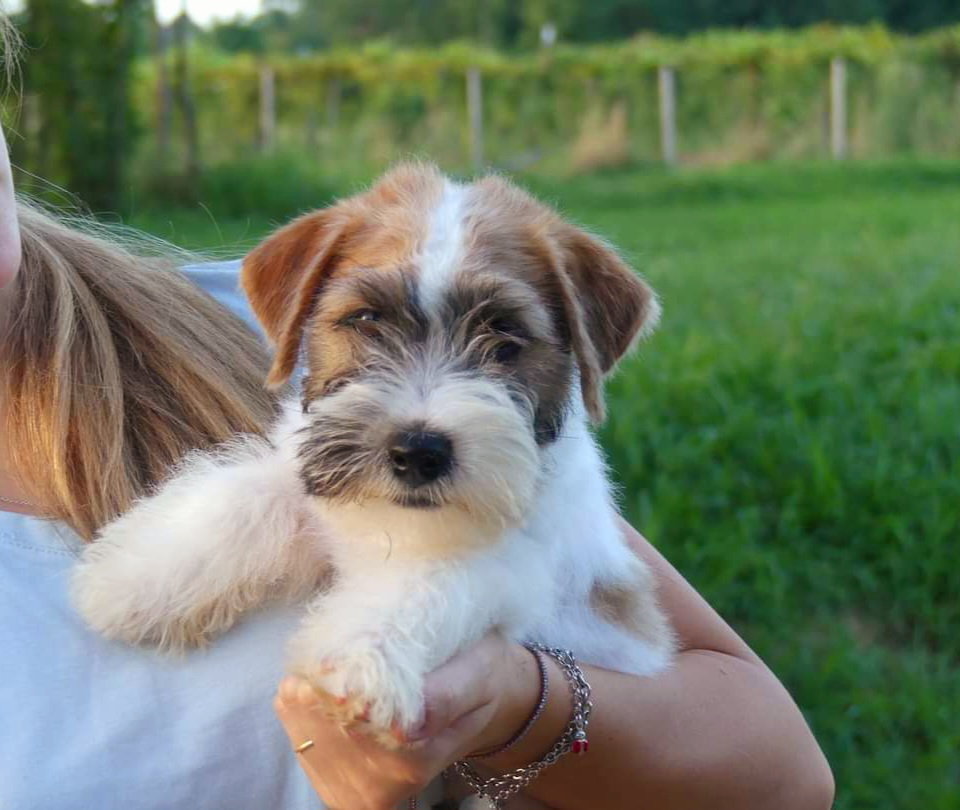 cucciolo di Jack Russell Terrier maschio a pelo ruvido