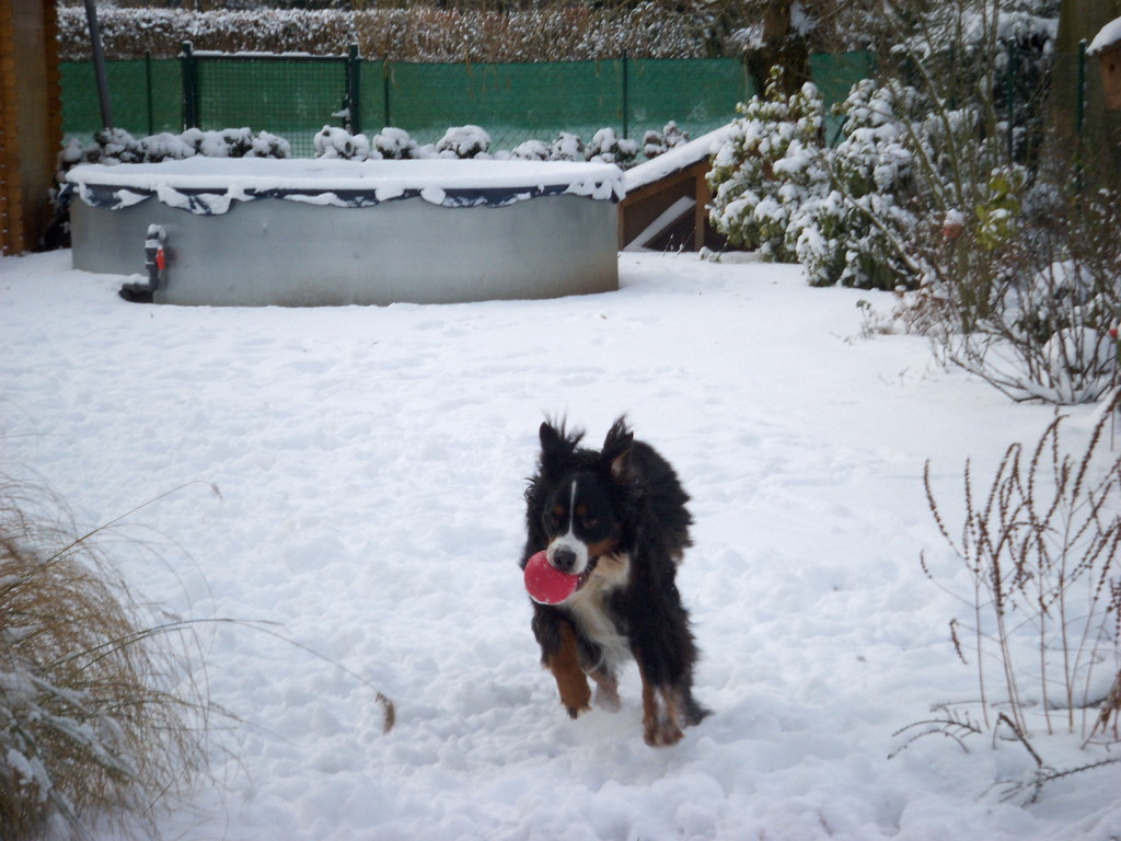Barney tobt im Schnee