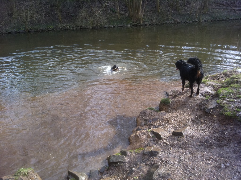 Barney schwimmt - Dina wartet :-)