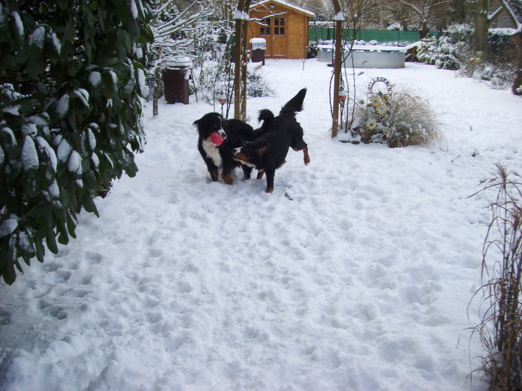 Barney und Dina im Schnee