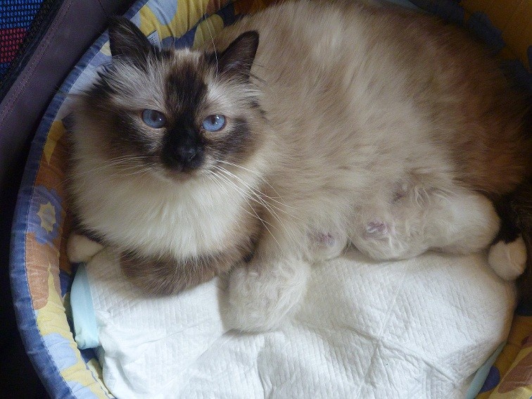 Mamma Yvette con Toffee e Tyson a pochi giorni dalla nascita