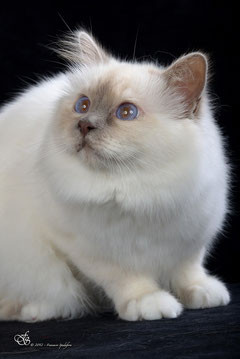 IC SALOME'