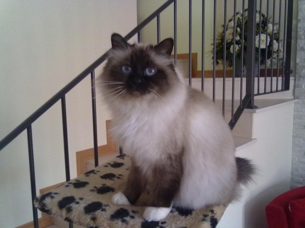 5 anni e mezzo