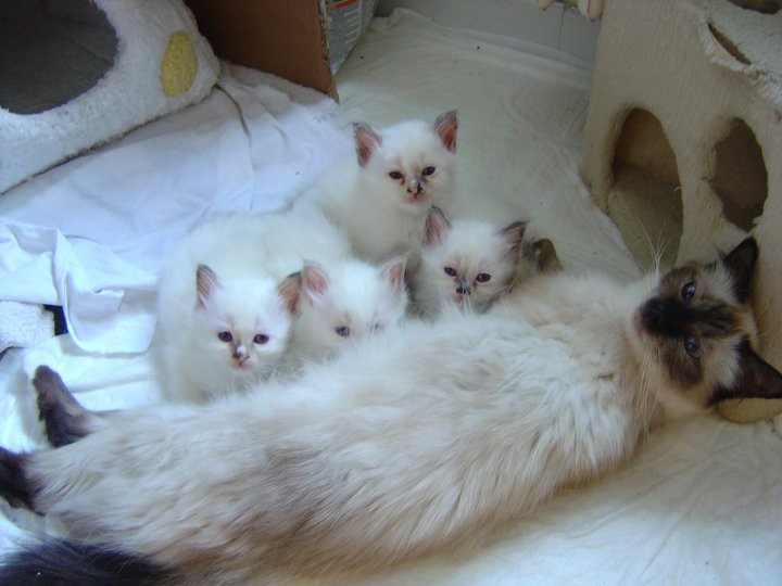 Yvette ... e i suoi cuccioli