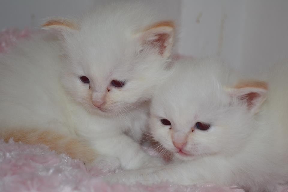 a 1 mese