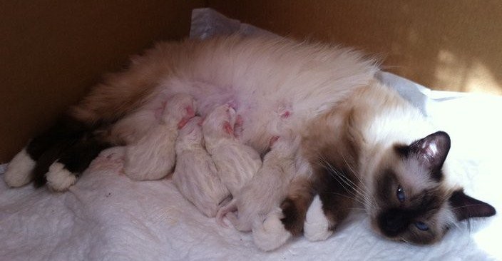 Yvette .... e i suoi piccoli