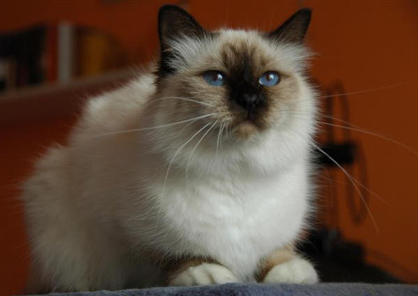Yvette da cucciola