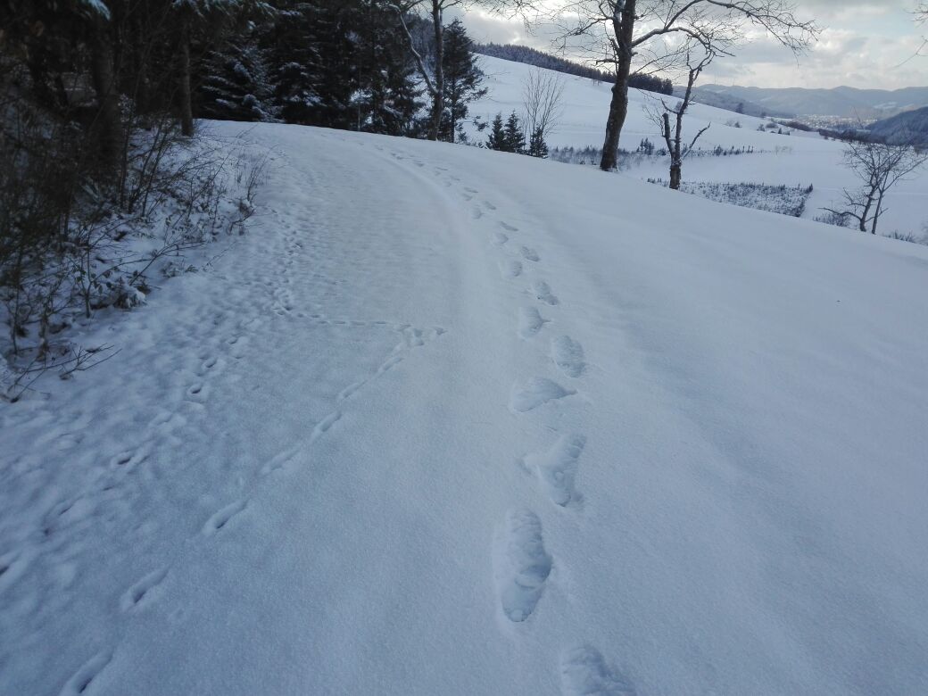 herrliche Wanderungen im Schnee