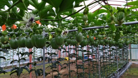 パッションフルーツもお届けします - 三宅サンマルツァーノ