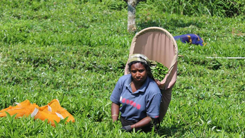 Sri Lanka Rundreisen & Baden