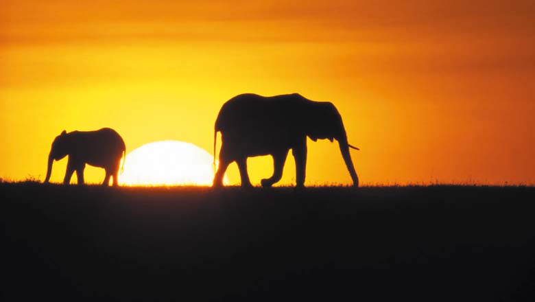 Kenia Safari Rundreisen & Baden