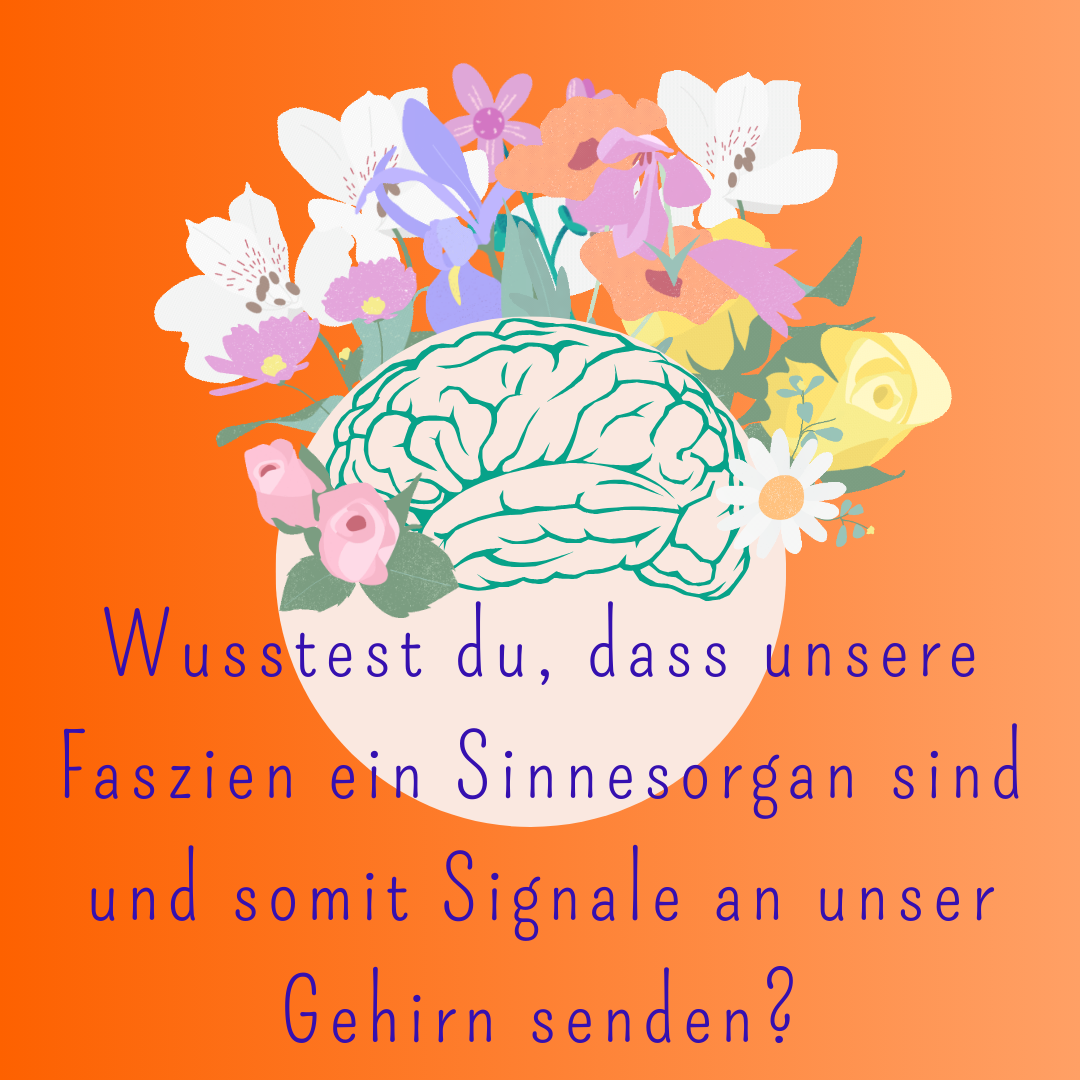 Die Welt der Faszien