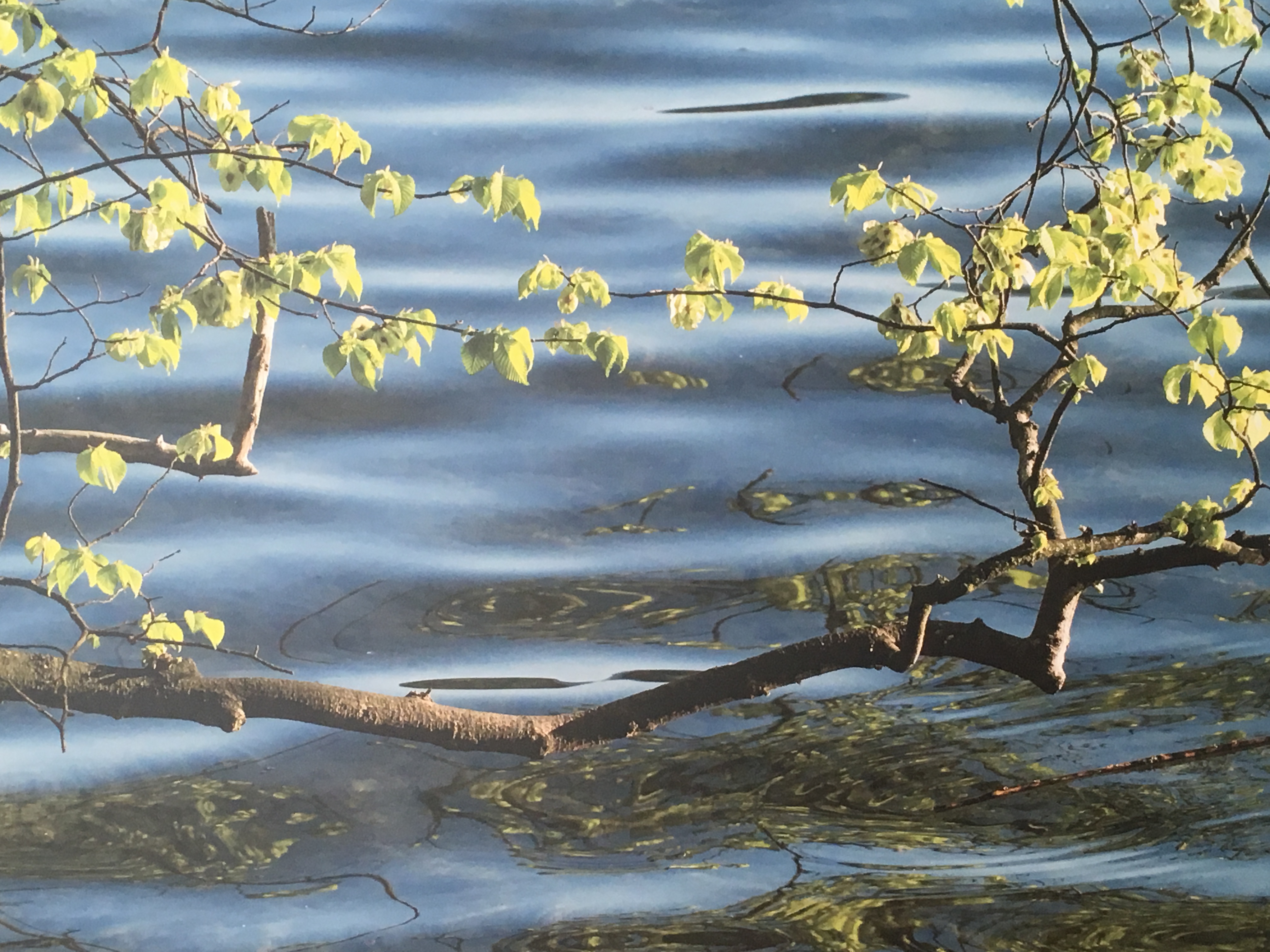 Copyright Cranioaegeri.ch (c) Cranioaegeri.ch