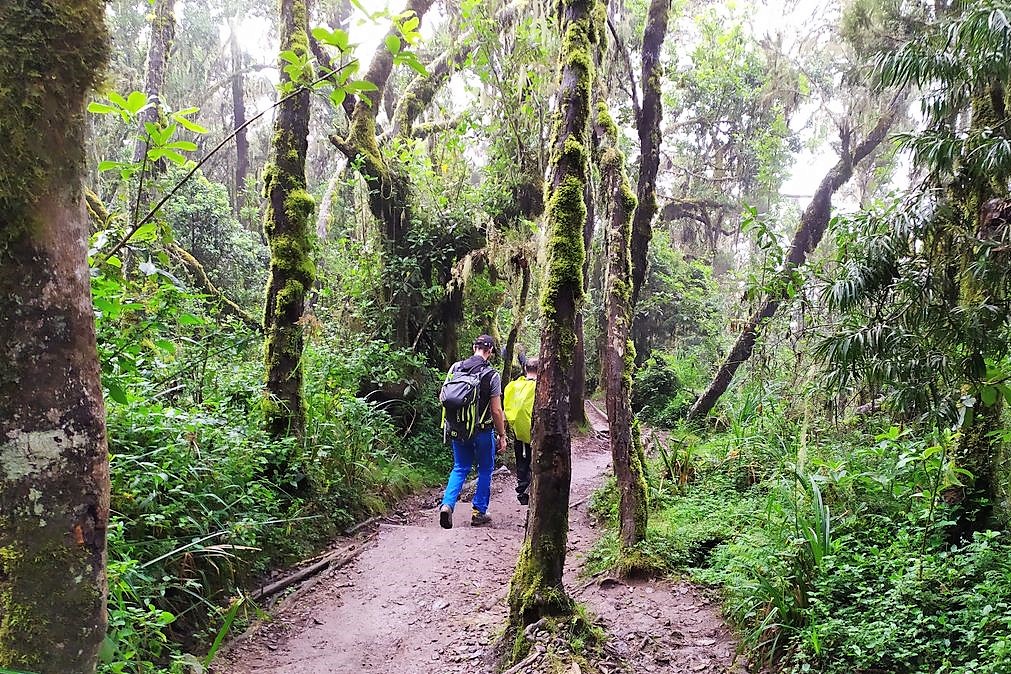 Way Down To Mweka Camp - Kilimanjaro Company