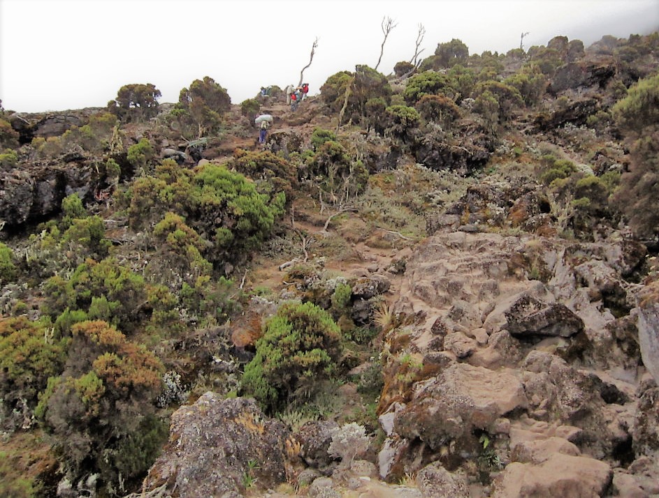 Ecosystems on Mount Kilimanjaro