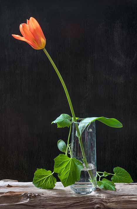 Tulpe, Gurkensetzling