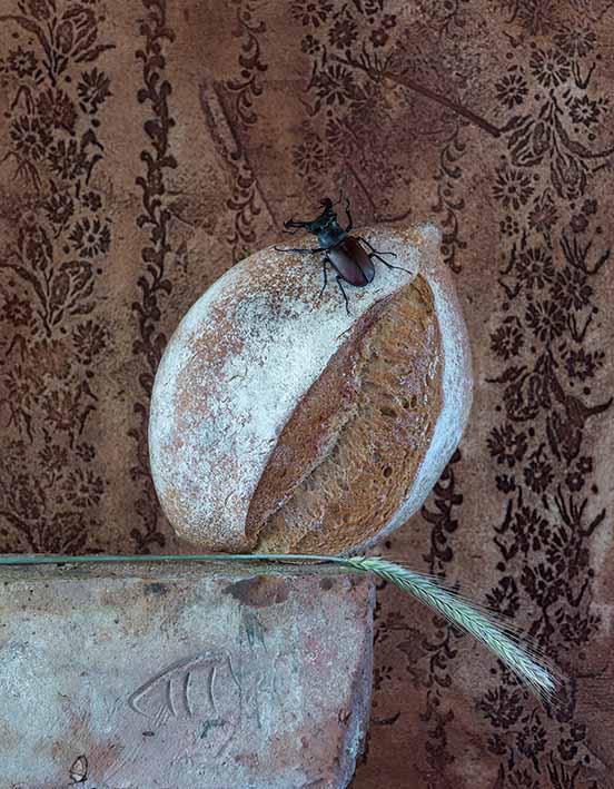 Dinkelbrot, Weizenähre, Hirschkäfer