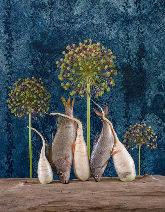Rettich, Allium, Barsch, Plötze