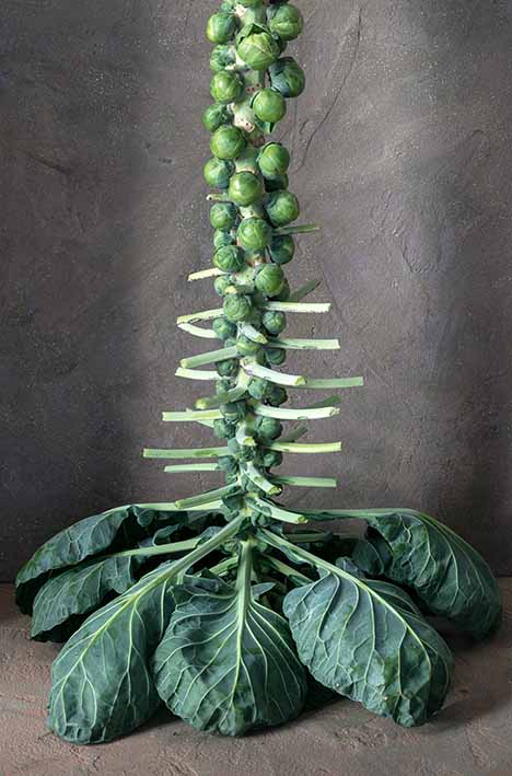 Rosenkohl