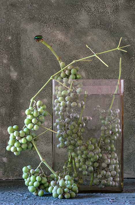 Wein, gemeiner Rosenkäfer