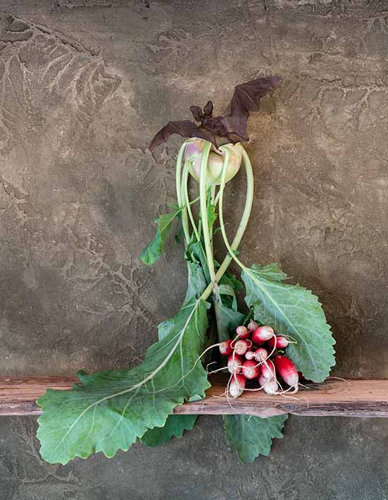 Kohlrabi, Radies, Langohrfledermaus