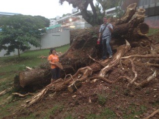 Jiaqi and Dan Friess with the fallen rain tree