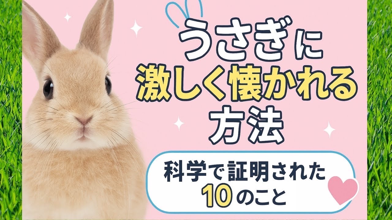 【保存版】うさぎにもっと好かれる10の方法｜科学的に証明された信頼の築き方