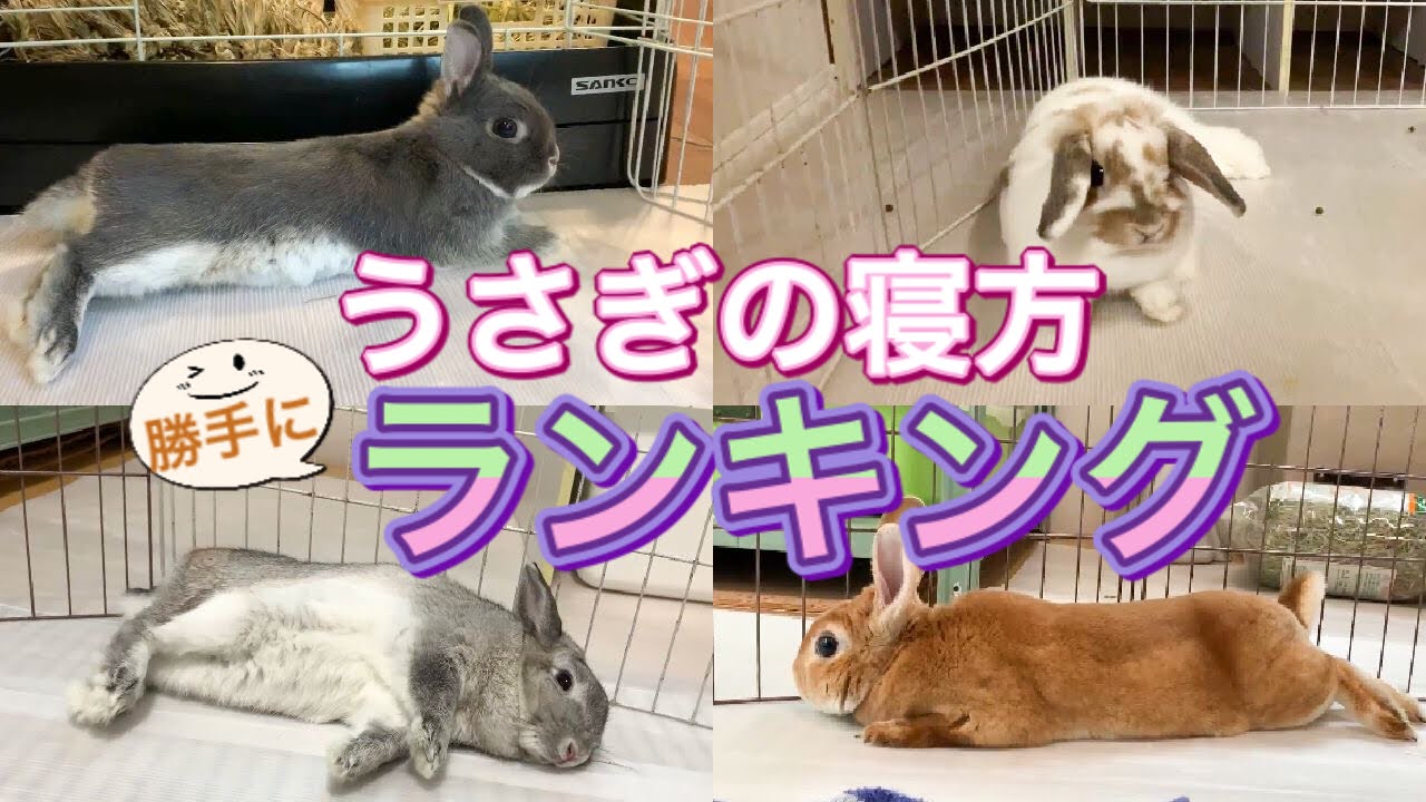 【あなたのうさぎはどんな寝方？】うさぎの寝方勝手にランキング！