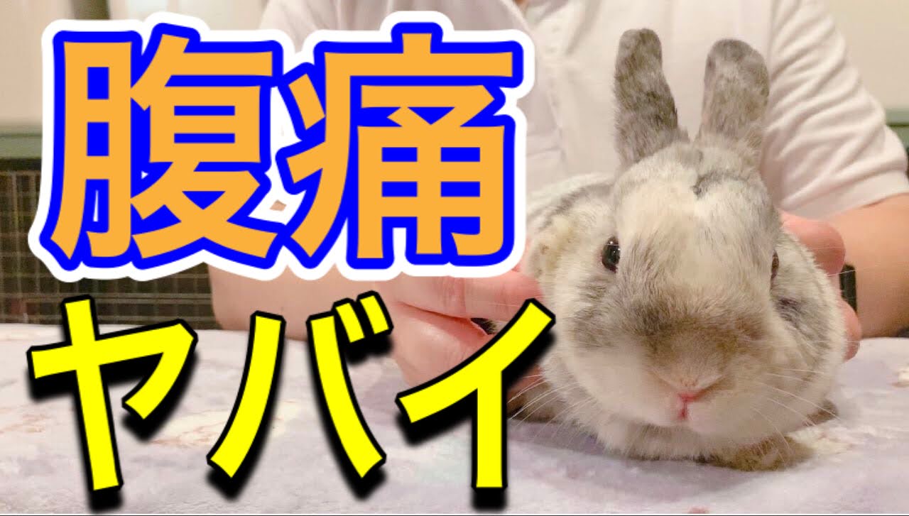 うさぎの腹痛 ~対応編~