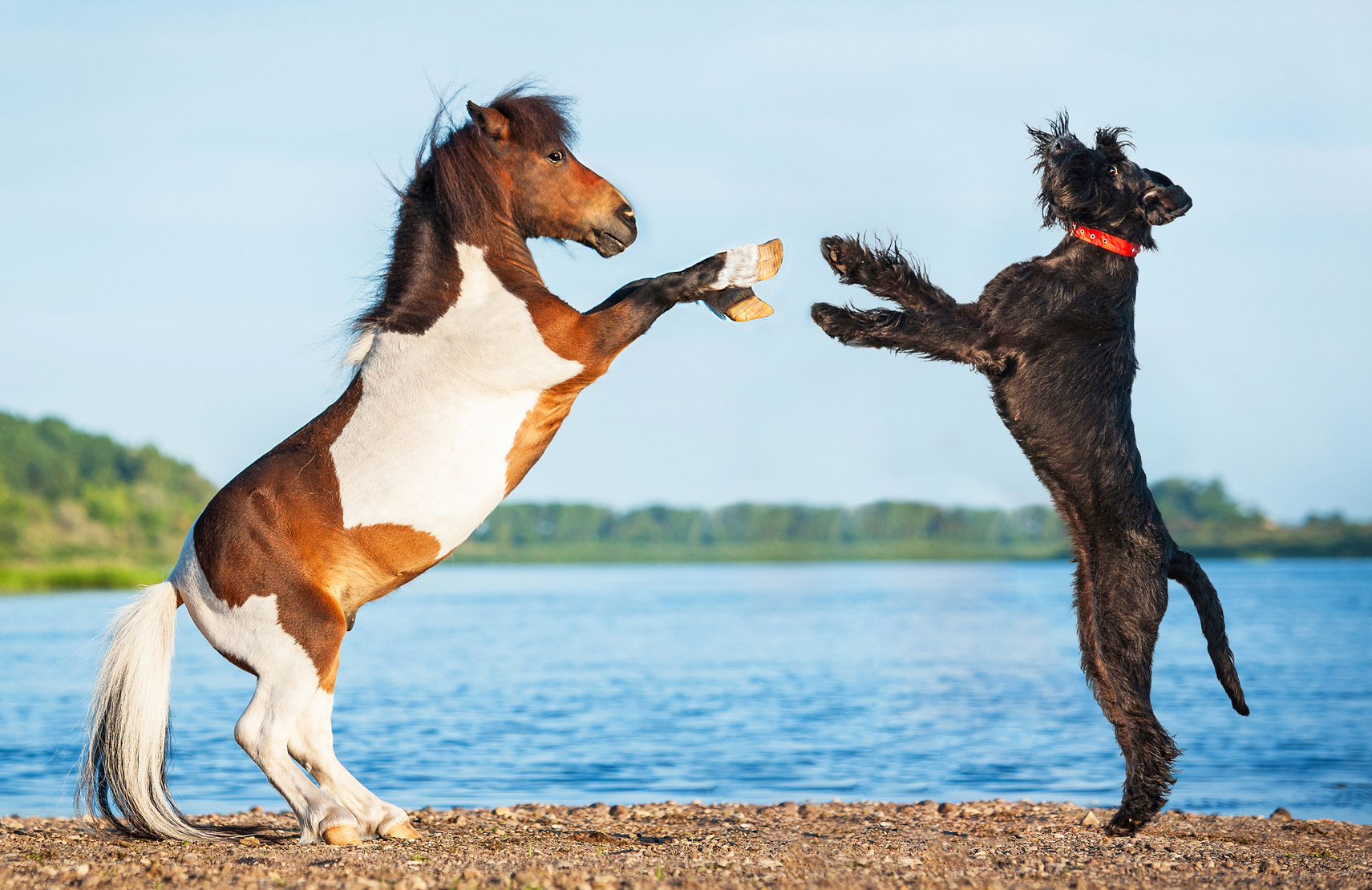 Partnersuche mit hund und pferd