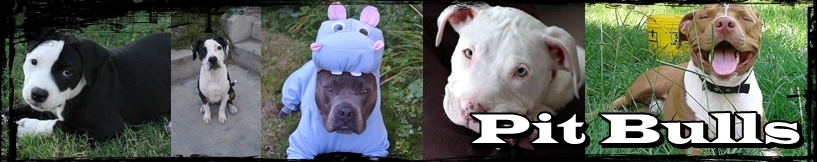 Página web de pitbullmolly