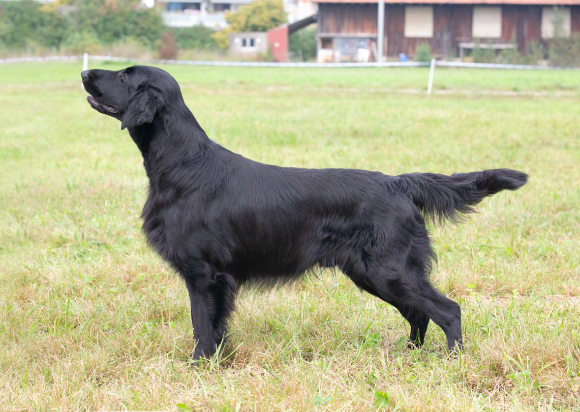 jCh. Ch. Twilight Star's Don't Break The Law, 2,5y. (Tian x Ch. Twilight Star's U Got the Look)